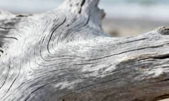 Driftwood grey texture