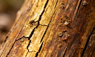 Antique woodgrain texture